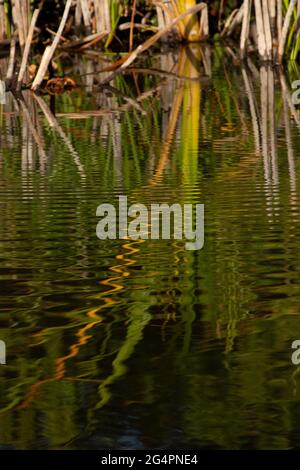 Die Cattails, Typha latifolia, spiegeln sich in einem Süsswasser-slough auf dem San Luis National Wildlife Refuge im kalifornischen San Joaquin Valley. Stockfoto