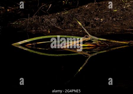 Ein farbenfroher Rohrstiel spiegelt sich im ruhigen slough Water auf dem San Luis NWR im kalifornischen San Joaquin Valley wider. Stockfoto