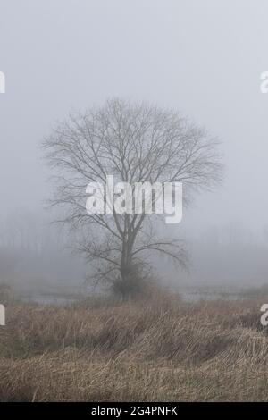 Tule Fog umhüllt einen einäugigen Fremont's Cottonwood, Populus fremontii, in ein saisonales Feuchtgebiet am San Luis NWR im kalifornischen San Joaquin Valley. Stockfoto