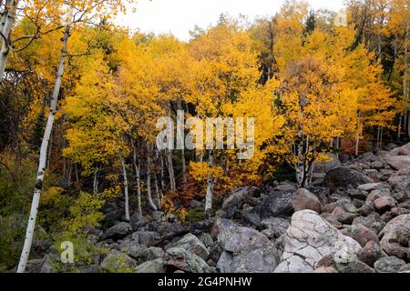 Ein farbenfroher, quakender Aspen-Hain im Rocky Mountain National Park von Colorado. Stockfoto