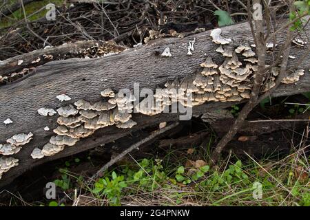 Der Turkey Tail Fungus, Trametes versicolor, wächst auf gefallener Holzdecke in den Diablo Mountains im San Benito County in der kalifornischen Küstenregion. Stockfoto