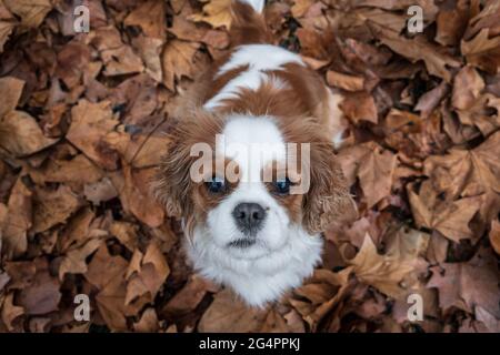Cavalier König Charles Spaniel im Herbst Blätter Stockfoto