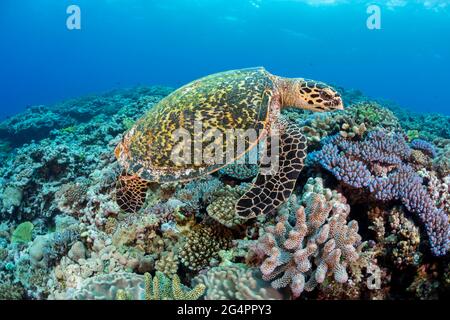 Eine hawksbill Schildkröte, Eretmochelys imbricata, an der Schildkröte Gasse vor der Insel Kandavu, Fidschi. Stockfoto