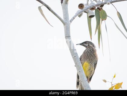 Roter Wattenvögel in Prinzessinnen-Kaugummi Stockfoto