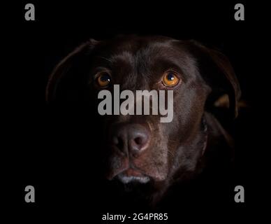 Brown Labrador dramatisch Stockfoto