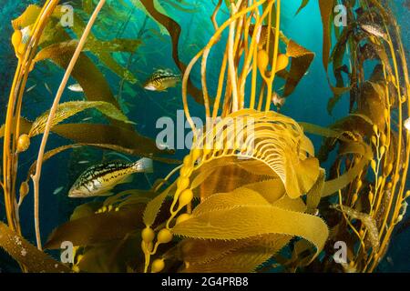 Kelp Bass, Paralabrax clathratus, in Kelp Wald, Santa Barbara, Kalifornien, USA. Luftblasen heben die Stränge des riesigen Kelchs, Macrocystis pyrifera, t Stockfoto