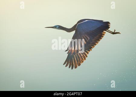 Weißer Reiher im Flug Stockfoto