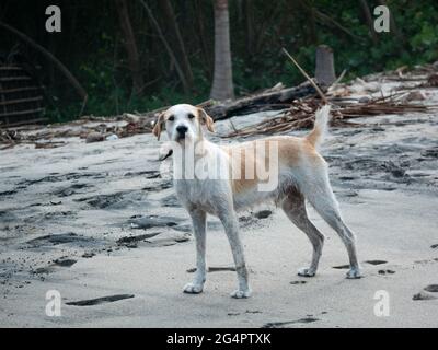 Weißer und gelber Mongrel-Hund, der im Sand von Palomino's Beach steht und der Kamera in La Guajira, Kolumbien, schaut Stockfoto