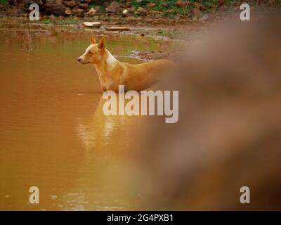 Indischer Dorfhund, der auf einem Wassersee hinter einer unscharfen Aussicht auf Stein steht. Stockfoto