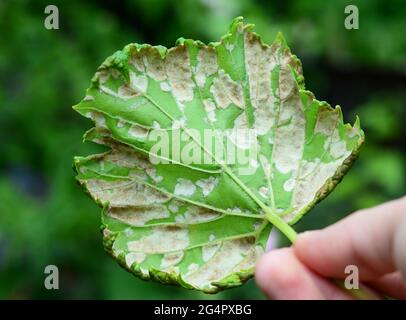 Eine Nahaufnahme einer Weinrebe, die durch eine flauschige Mehltau-Weinrebenerkrankung infiziert ist. Ein Traubenblatt mit weißem Flauschpilz auf der Unterseite des Blattes. Stockfoto