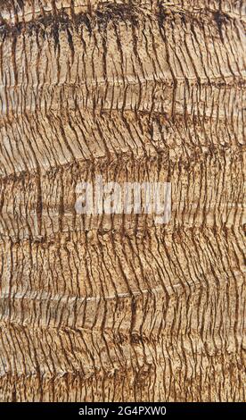 Textur von großen Baum im Garten Hintergrund Stockfoto