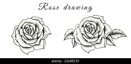 Handgezeichnete Skizze der Rosenblume isoliert auf weiß, florale Illustration der schwarzen und weißen Rosenzeichnung, vintage Rose Skizze Stockfoto