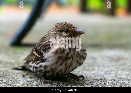 Auf Whidbey Island, Washington, USA, ruht ein junger Northern Pine Siskin auf dem Boden Stockfoto
