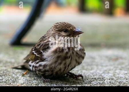 Auf Whidbey Island, Washington, USA, ruht ein junger Northern Pine Siskin auf dem Boden Stockfoto