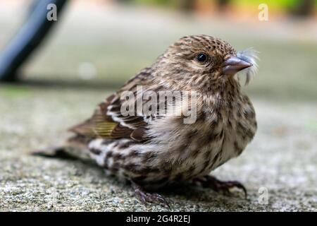 Auf Whidbey Island, Washington, USA, ruht ein junger Northern Pine Siskin auf dem Boden Stockfoto