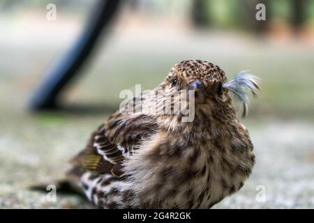 Auf Whidbey Island, Washington, USA, ruht ein junger Northern Pine Siskin auf dem Boden Stockfoto