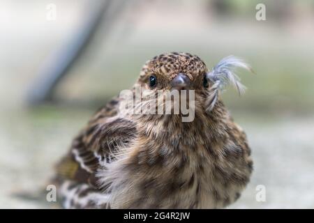 Auf Whidbey Island, Washington, USA, ruht ein junger Northern Pine Siskin auf dem Boden Stockfoto