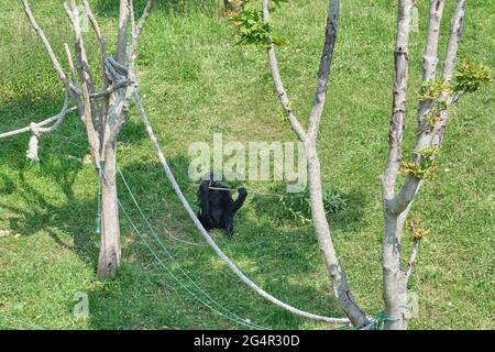 Draufsicht auf einen Gorilla, der Blätter frisst im Naturpark Cabarceno in Kantabrien, Spanien. Stockfoto