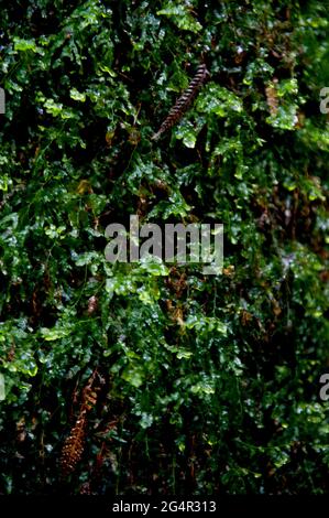 Dies ist Lichten (fruticose type), der auf einem Baumfarn-Stamm (Cyathea Australis) wächst. Seine Größe deutet darauf hin, dass es sehr alt ist, da Lichen langsam wächst. Stockfoto