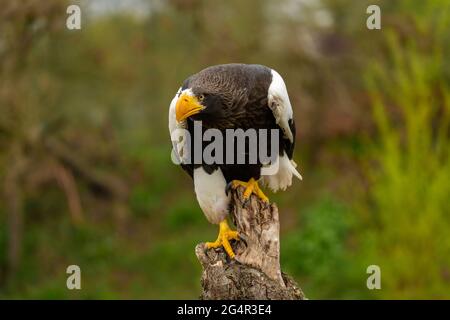 Stellers Seeadler sitzt auf einem Stumpf vor einem natürlichen Hintergrund aus Gras und Bäumen Stockfoto