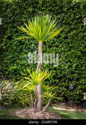 Dracaena loureiri Baum oder Chan Pha Baum hat lange grüne Blätter ist eine schöne Zierpflanze mit grünen Stielen und Sträuchern. Art der Dekoration Pflanze fo Stockfoto