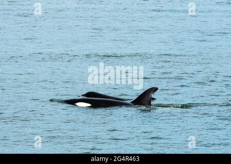 Transiente Orca-Wale in der Saratoga Passage bei Oak Harbor, Washington, USA Stockfoto