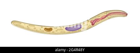 Plasmodium ist eine Gattung von einzelligen Eukaryoten, die obligate Parasiten von Wirbeltieren und Insekten sind Stockfoto