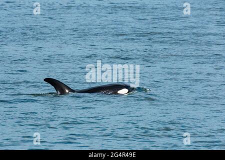 Transiente Orca-Wale in der Saratoga Passage bei Oak Harbor, Washington, USA Stockfoto