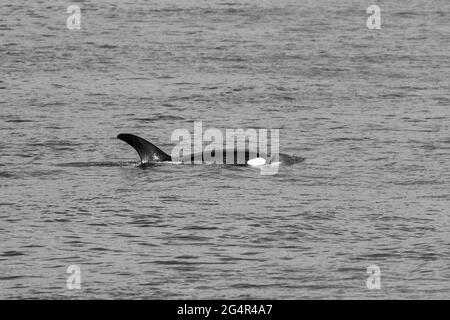 Transiente Orca-Wale in der Saratoga Passage bei Oak Harbor, Washington, USA Stockfoto