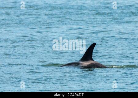 Transiente Orca-Wale in der Saratoga Passage bei Oak Harbor, Washington, USA Stockfoto