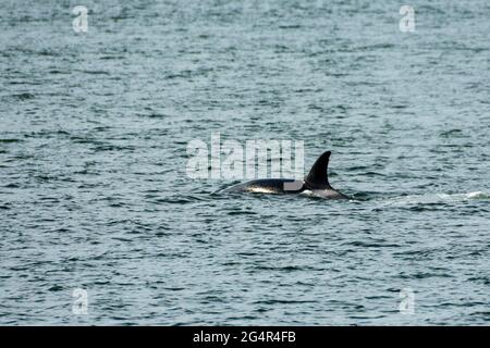 Transiente Orca-Wale in der Saratoga Passage bei Oak Harbor, Washington, USA Stockfoto