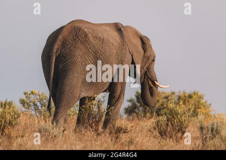 Ein Elefant, der auf einem trockenen Grasfeld steht Stockfoto