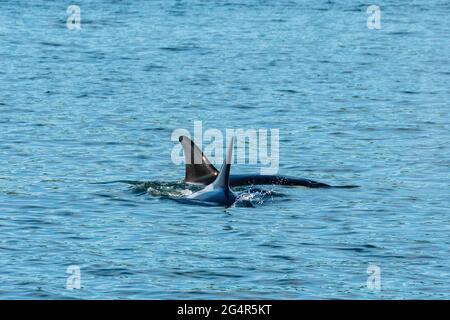 Transiente Orca-Wale in der Saratoga Passage bei Oak Harbor, Washington, USA Stockfoto