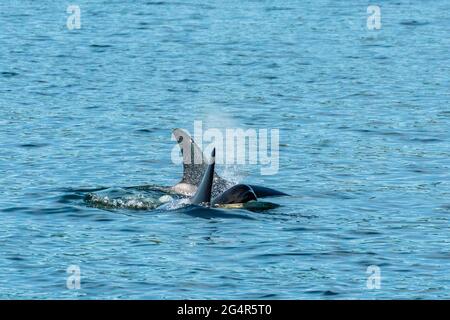 Transiente Orca-Wale in der Saratoga Passage bei Oak Harbor, Washington, USA Stockfoto