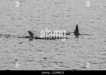 Transiente Orca-Wale in der Saratoga Passage bei Oak Harbor, Washington, USA Stockfoto