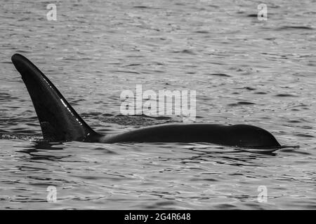 Transiente Orca-Wale in der Saratoga Passage bei Oak Harbor, Washington, USA Stockfoto