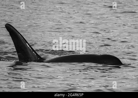 Transiente Orca-Wale in der Saratoga Passage bei Oak Harbor, Washington, USA Stockfoto