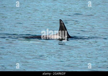 Transiente Orca-Wale in der Saratoga Passage bei Oak Harbor, Washington, USA Stockfoto