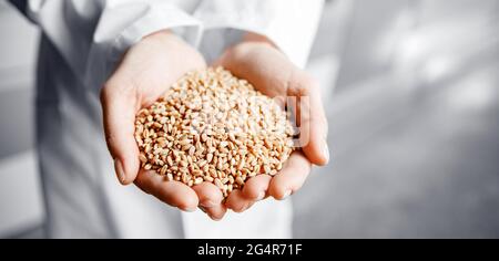 Closeup-Hände Arbeiter hält Getreide für die Produktion von weißem Mehl in automatisierten modernen Mühle Banner. Stockfoto