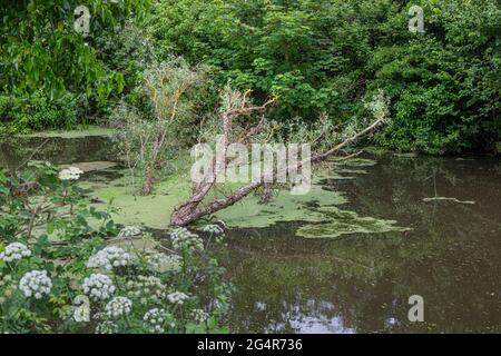 Algen und ein gefallener Baum blockieren den Royal Military Canal in Hythe, Kent Stockfoto