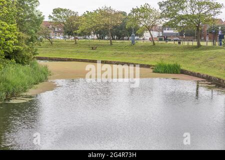 Algen blockieren den Royal Military Canal in Hythe, Kent Stockfoto