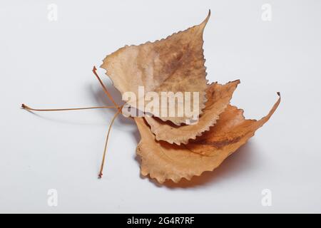 Herbstzeit. Drei getrocknete abgefallene Pappelblätter auf weißem Grund Stockfoto