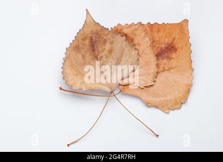 Herbstzeit. Drei getrocknete abgefallene Pappelblätter auf weißem Grund Stockfoto
