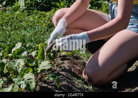 Mädchen Farmer entfernt das Unkraut. Feld mit Kartoffeln und Rote Beete. Landwirtschaft. Heißer, sonniger Tag Stockfoto