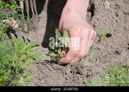 Mädchen Farmer entfernt das Unkraut. Feld mit Kartoffeln und Rote Beete. Landwirtschaft. Heißer, sonniger Tag Stockfoto