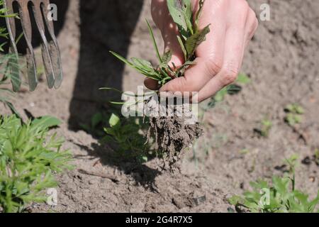 Mädchen Farmer entfernt das Unkraut. Feld mit Kartoffeln und Rote Beete. Landwirtschaft. Heißer, sonniger Tag Stockfoto