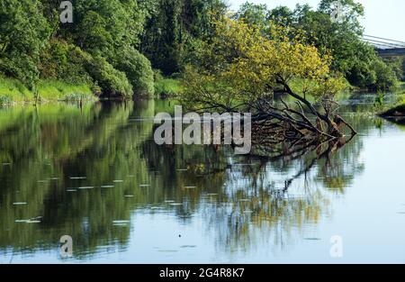 Blick auf den Fluss Erne in Co. Cavan, Irland im Sommer Stockfoto