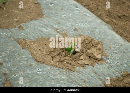 Ein junger Sprossen-Sämling bricht durch krustigen Boden Stockfoto