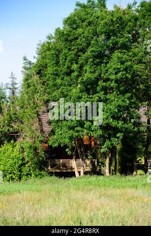 Holzhütte im Wald im Sommer Stockfoto