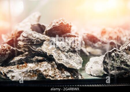 Frische Austern schweben im Restaurantaquarium, Sonneneinstrahlung. Stockfoto